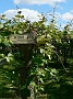 4.27- Visite d'une plantation de kiwis